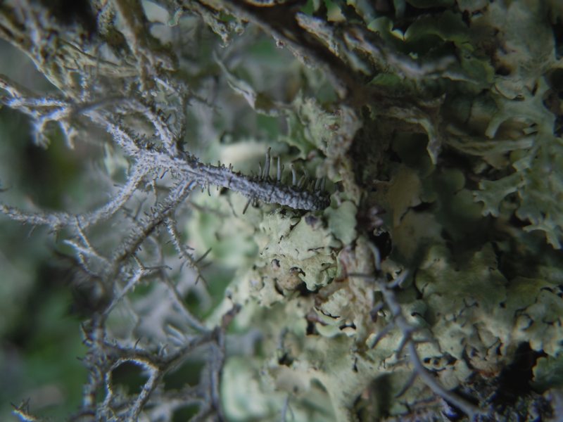 ..ancora Lethariella intricata su fillirea